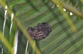 costa rica wildlife, pacific-030